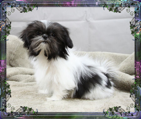 Tiny little female chinese imperial shih tzu puppies for sale small teacup